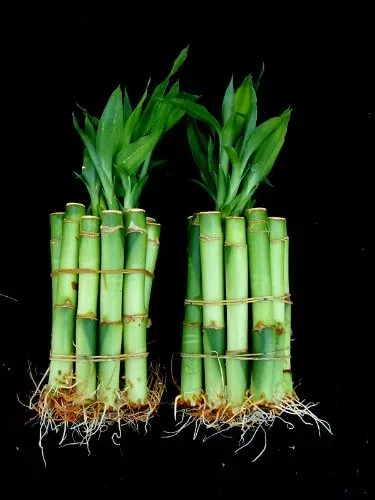 20 Stalks Of 4 Inches Straight Lucky Bamboo