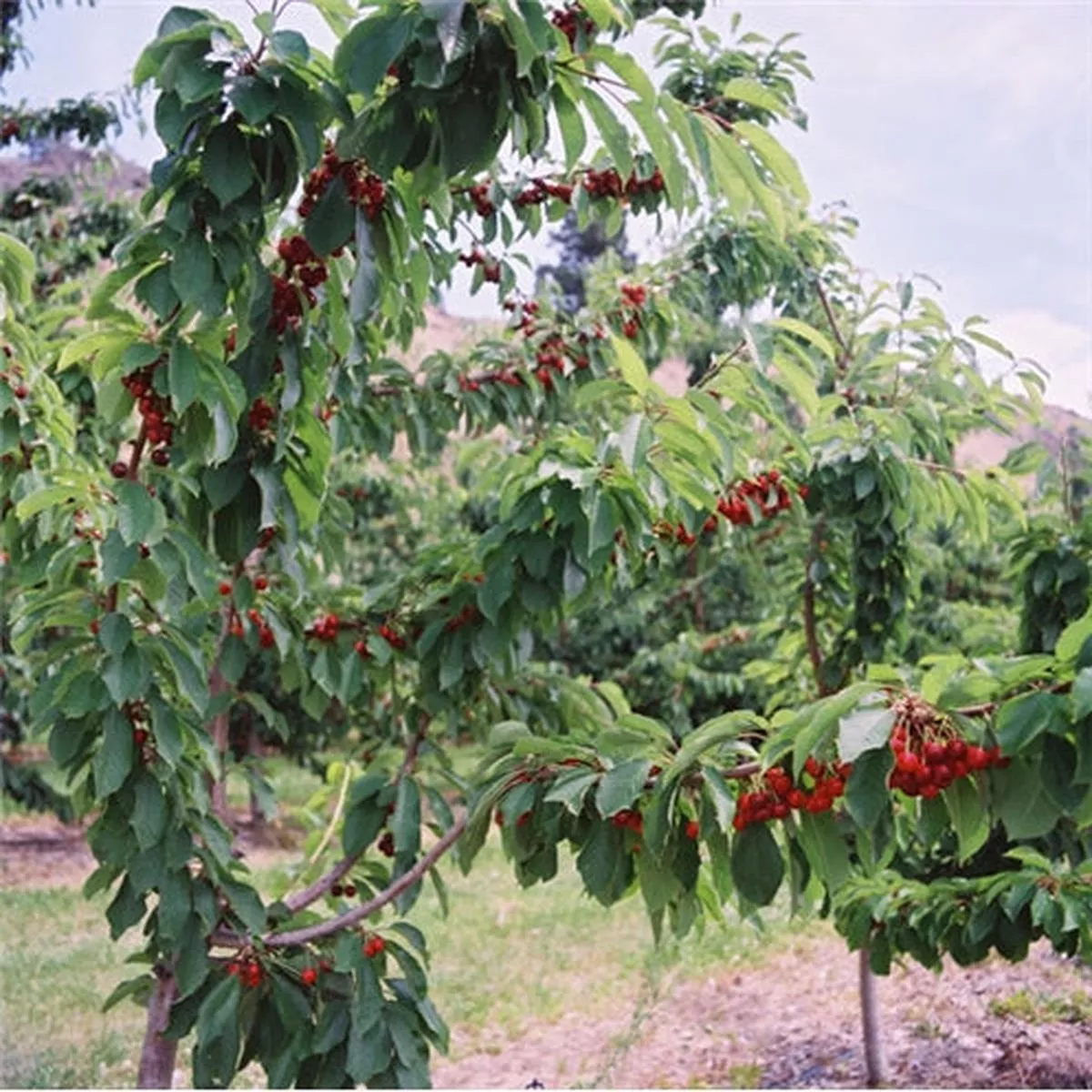 5 pounds of Fresh Sweetheart Cherries (sweet, dark cherries)