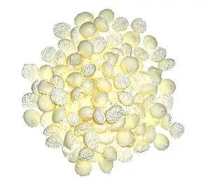 White Chocolate Gourmet Misty Mints- 5 lb.