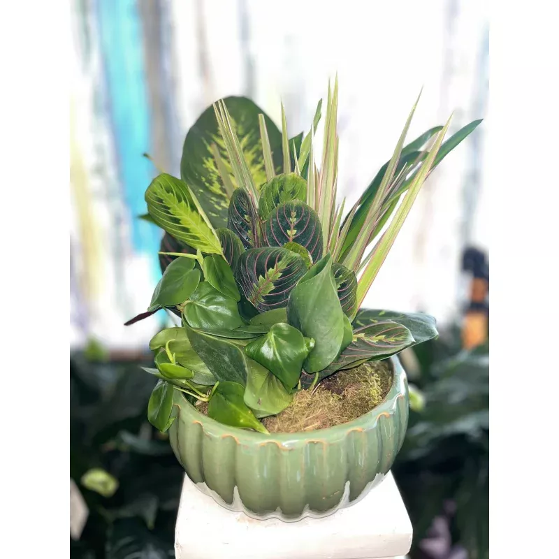 XXL 14-inch Ceramic Dish Garden